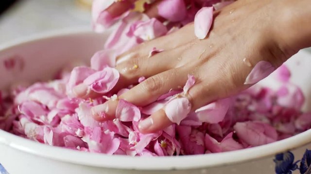 Close Up of Female Hands Cupping Delicate Pink Flower Bloom in Palms