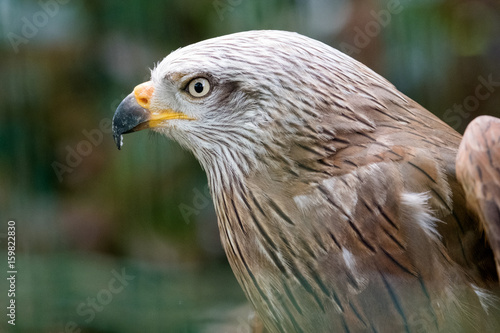 Milan Rapace Oiseau Portrait Bec Plume Stock Photo And