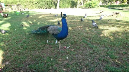 Fototapeta premium Pavo real en el parque