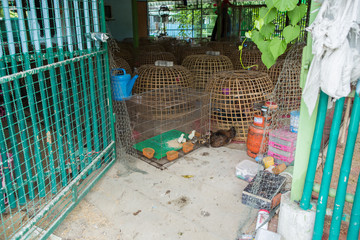 Thailand Chicken Cage