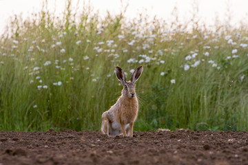European Brown Hare (Lepus europaeus) in ploughed field