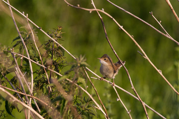 Juvenile Common Whitethroat (Sylvia Communis) perched on branch in farmland