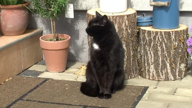 Die schwarze Katze mit wei&szlig;em Brustfleck "bewacht" den Hauseingang