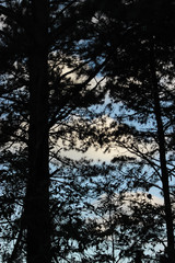Photo of trees silhouettes against blue sky