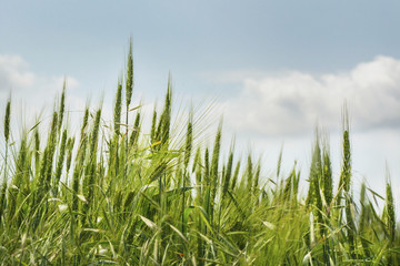 ears of wheat close-up of blooming green wheat field on blue sky