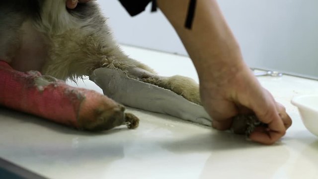 Female veterinarian putting a plaster bandage on injured paw of a german shepherd puppy. HD