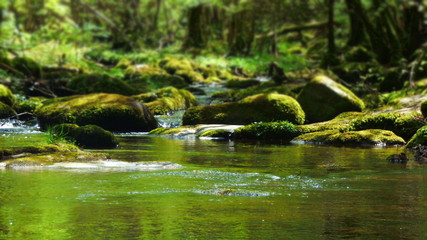la foret