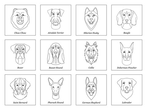 set, collection of isolated black outline head of airedale terrier, chow, husky, pharaoh hound, saint bernard, labrador, collie, doberman, boxer on white background. Line cartoon breed dog portrait.