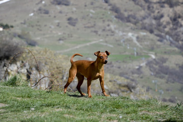 Pinscher 01