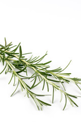 Fresh rosemary branches isolated over white background