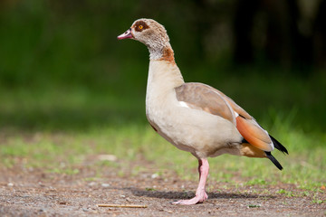 Nilgans (Alopochen aegyptiacus) im Naturschutzgebiet Mönchbruch bei Mörfelden in Hessen, Deutschland, Europa.