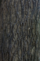 Fototapeta premium drewno