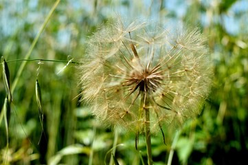 dandelion