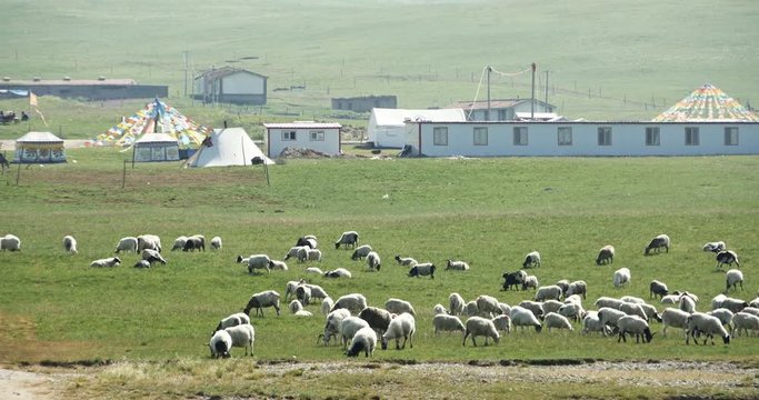 4k a flock of sheep on the Prairie,Distant Tibetan tents.