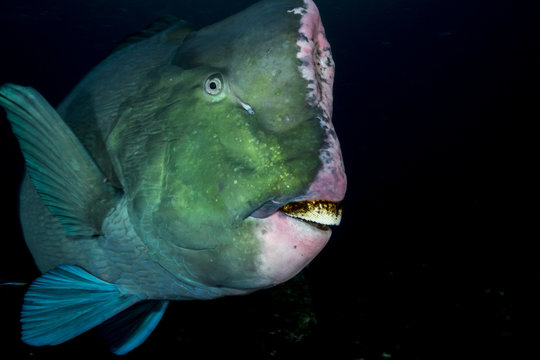Humphead wrasse fish against black background