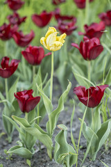 Naklejka premium One yellow tulip (tulipa) among the red grows in a flowerbed on a summer evening.