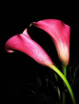 zwei Callas
