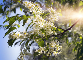 Bird cherry branches with white flowers