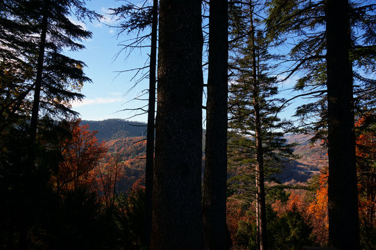 Oto&ntilde;o en un bosque catal&aacute;n