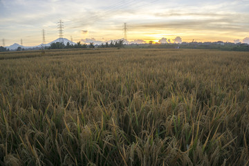 Nature view of paddy field with sunrise background. Nature composition and noise effects.