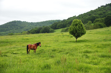 A brown-red horse grazes on a green field against a beautiful tree
