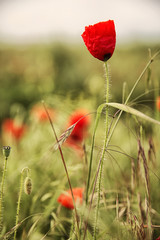 Beautiful photo of a poppy in bloom.