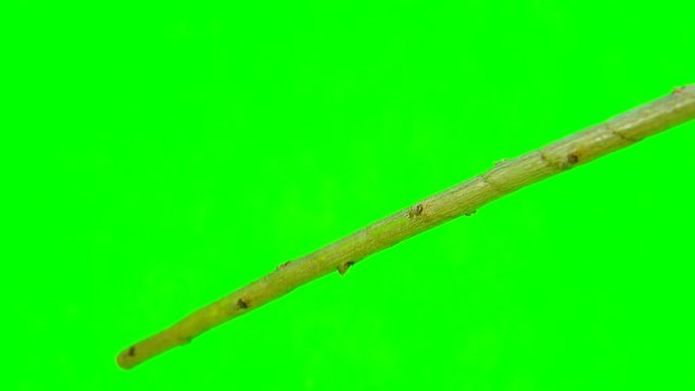 Willow Warbler (Phylloscopus trochilus) isolated on a green background
