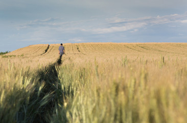 Farmer walking in wheat field