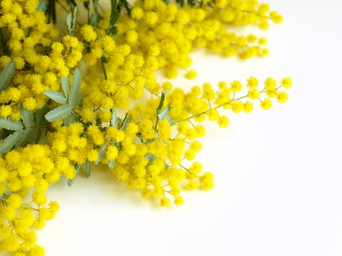 室内のミモザの花、白背景