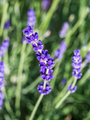Obraz premium Lavendel in der Blüte