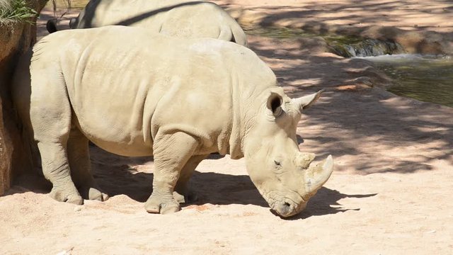 rhinoceros scratches the ass and sits