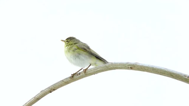 Willow Warbler (Phylloscopus trochilus) isolated on a white background