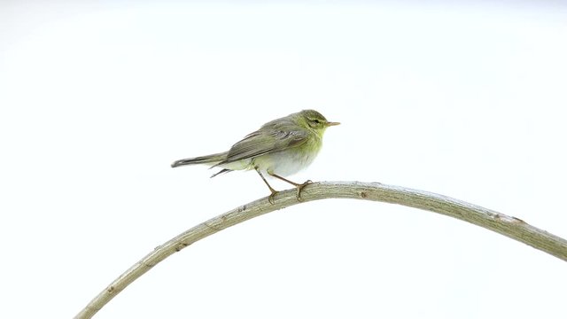 Willow Warbler (Phylloscopus trochilus) isolated on a white background