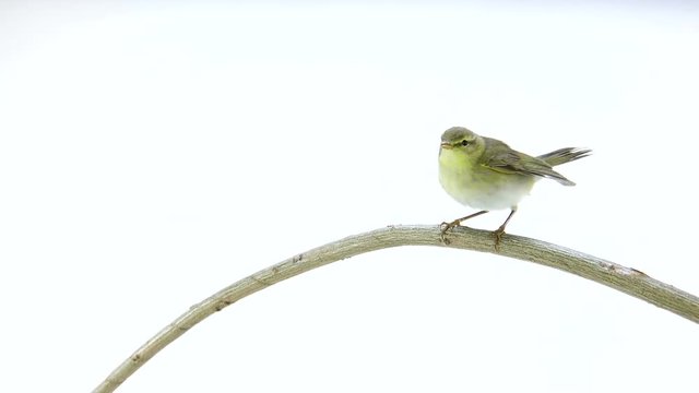 Willow Warbler (Phylloscopus trochilus) isolated on a white background