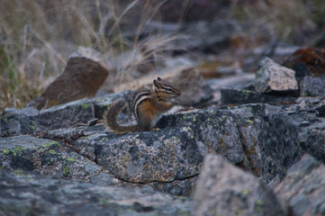 streifenhörnchen