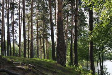 Fototapeta premium Trees in the forest by the lake. Deciduous and coniferous trees. Forest Landscape
