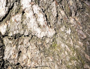 Bark . Background of a tree  bark.