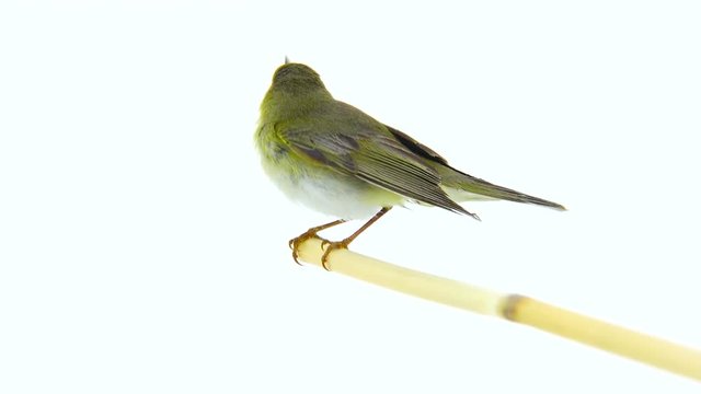 Willow Warbler (Phylloscopus trochilus) isolated on a white background