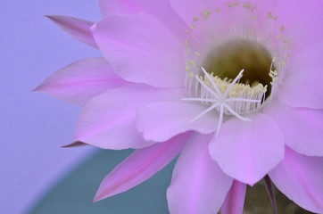 サボテンの美しい花