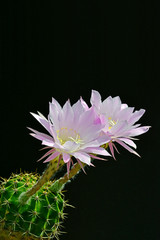 サボテンの美しい花