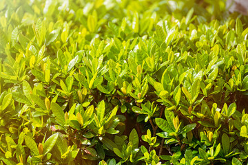 The small green leaves. A lot of small green leaves in the garden at the morning.