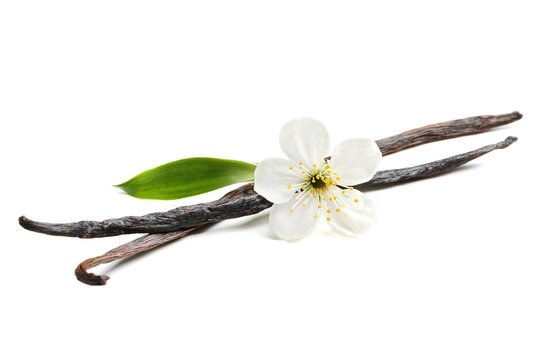 Dried vanilla sticks and flower on white background