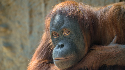 Portrait of sad Asian orangutan
