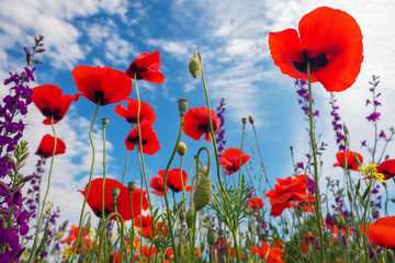 Obraz premium Poppies and other beautiful flowers against the blue sky