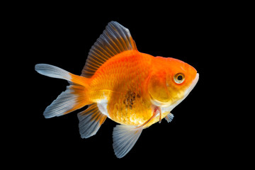 goldfish isolated on black background.