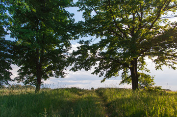 Fototapeta na wymiar Lush trees on a warm summer day, against the sky, road to the clouds,