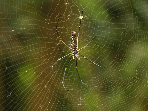 The Golden Orb web spider, Nephilia Maculata, female specie with yellow dots on black body in a Bali jungle, Indonesia