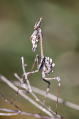 Praying mantis Empusa fasciata