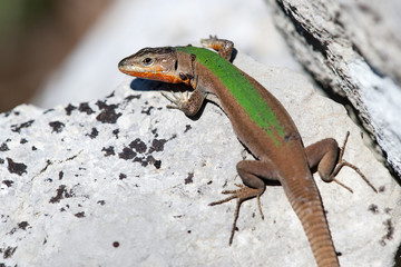 Dalmatian wall lizard (Podarcis melisellensis)