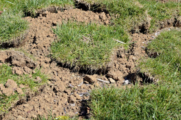 New Grass Sod Lying on Dirt